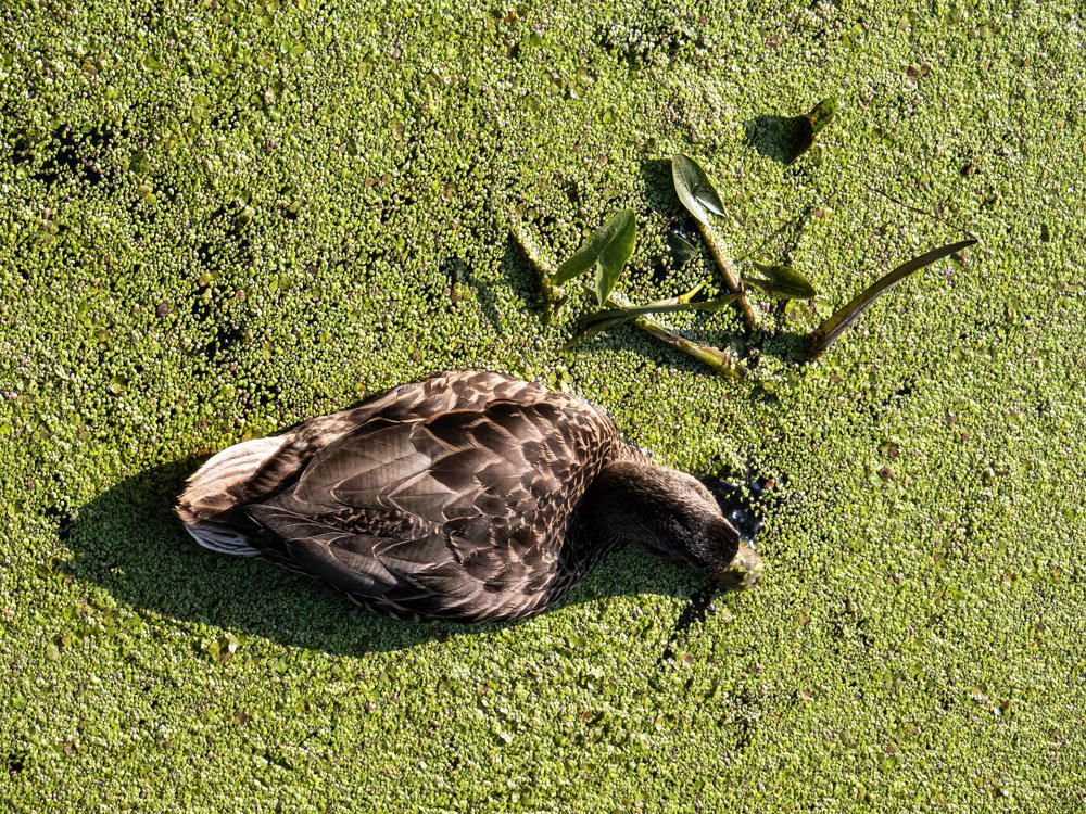 Photograph by Анатолий Костерев