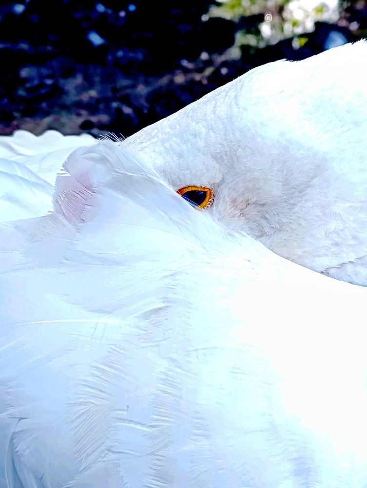 Photograph by Светлана Веселовская