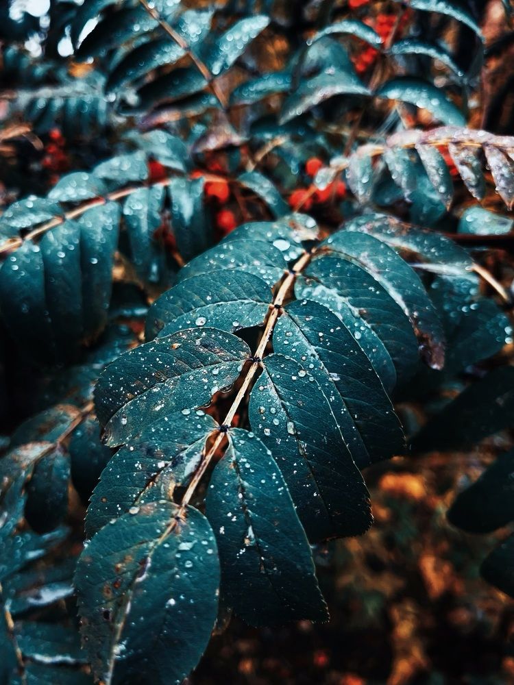 Photograph by Елена