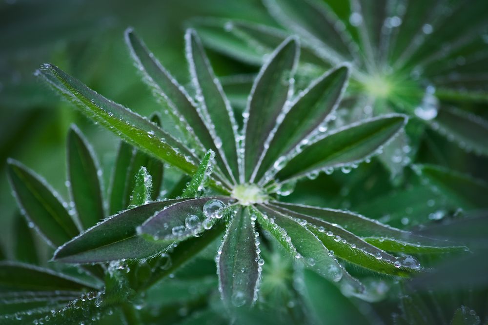 Photograph by Vania Tonova