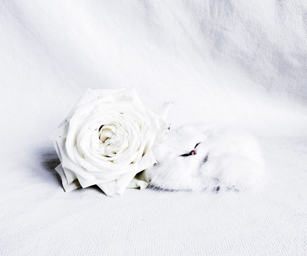Photograph by Кристина Сидорова