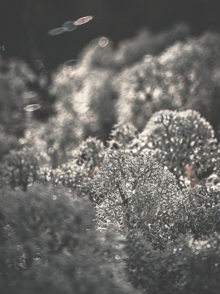 Фотография автора Данилова Наталья