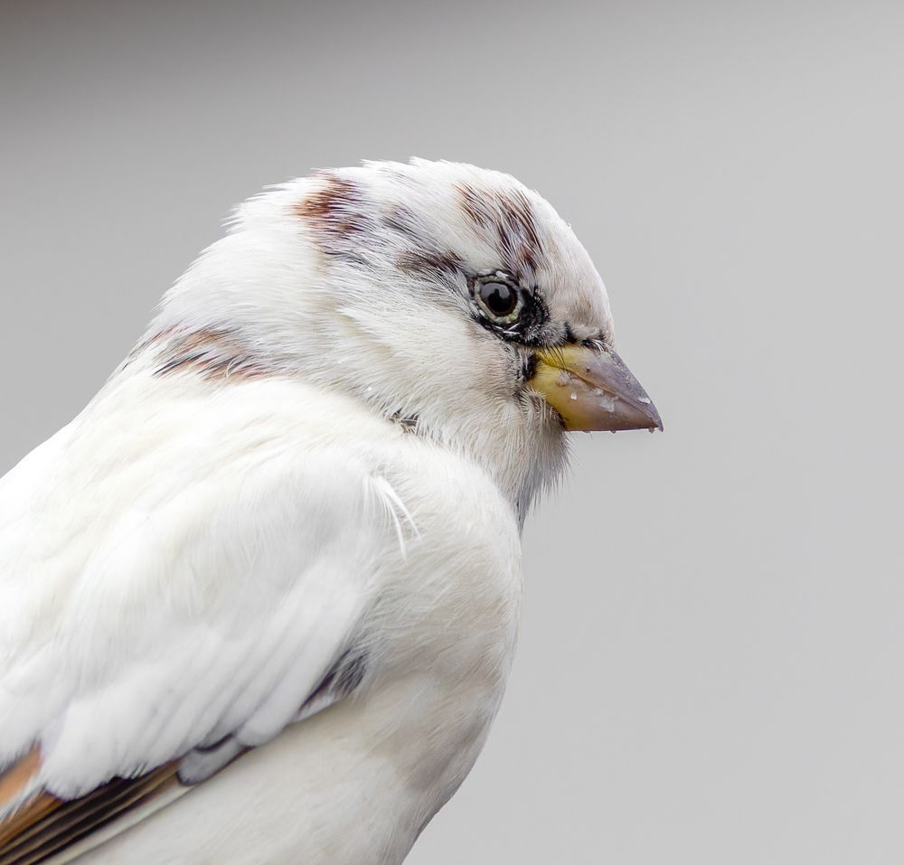 Фотография автора Вера Машина