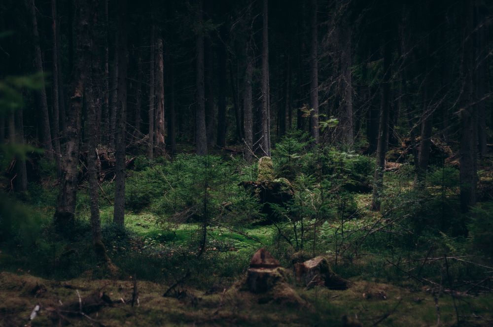 Photograph by Ольга Глущенко