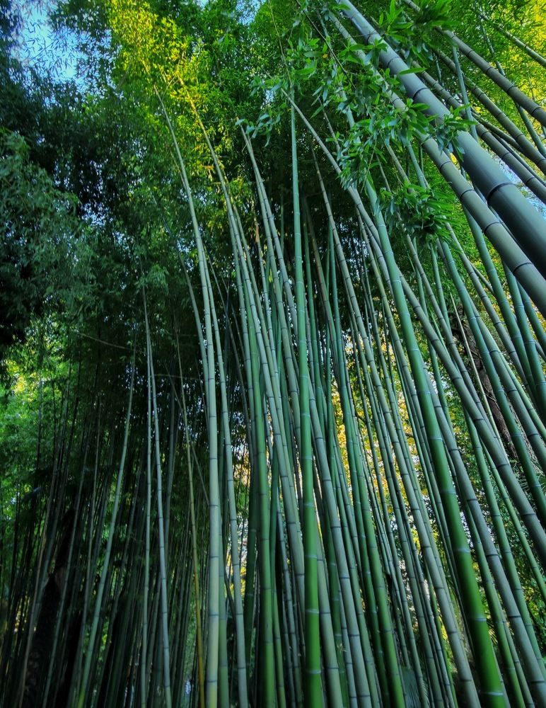 Photograph by Татьяна Гулакова