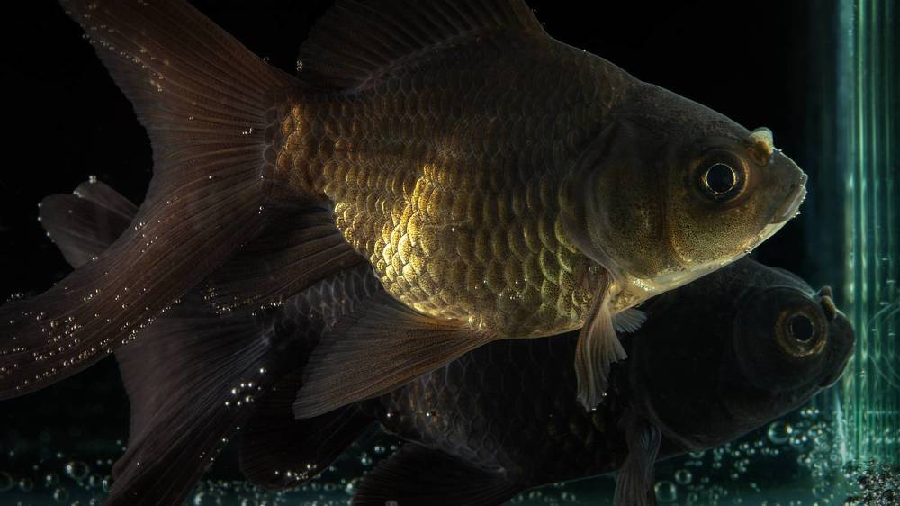 Проект по аквариумным рыбкам