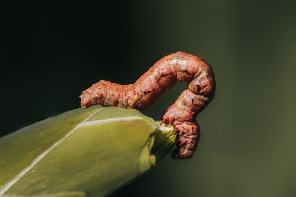 Photograph by Leanid Kulpo