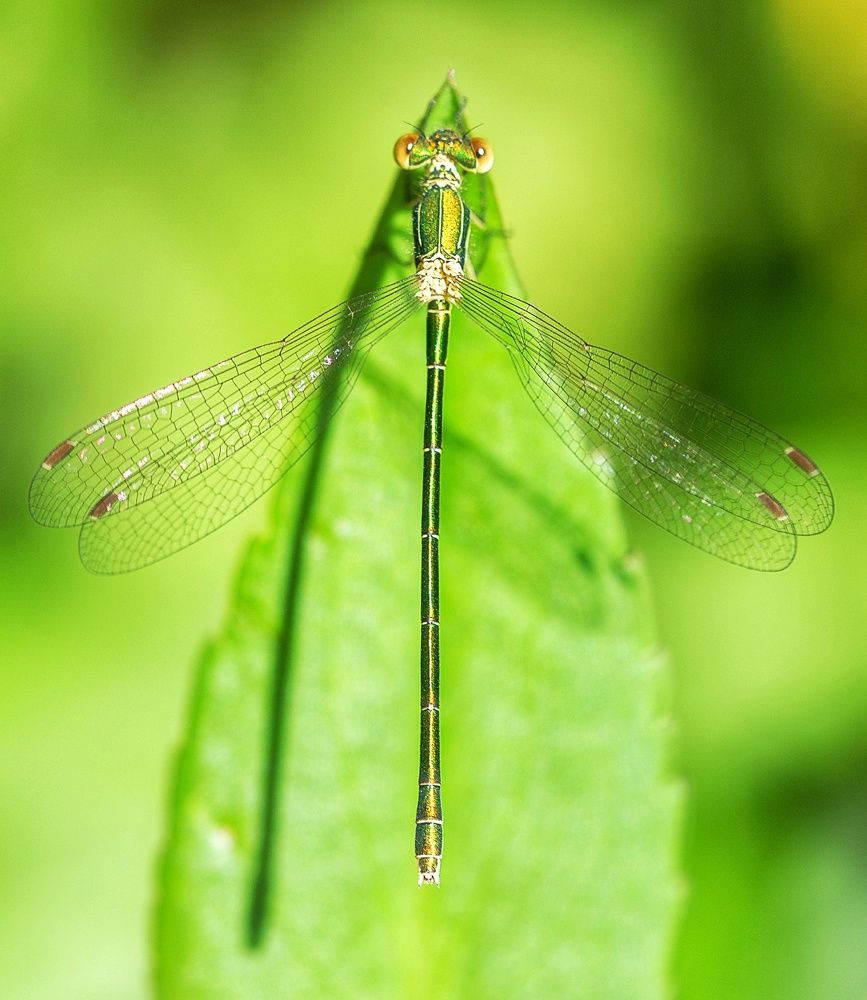 Photograph by Leanid Kulpo