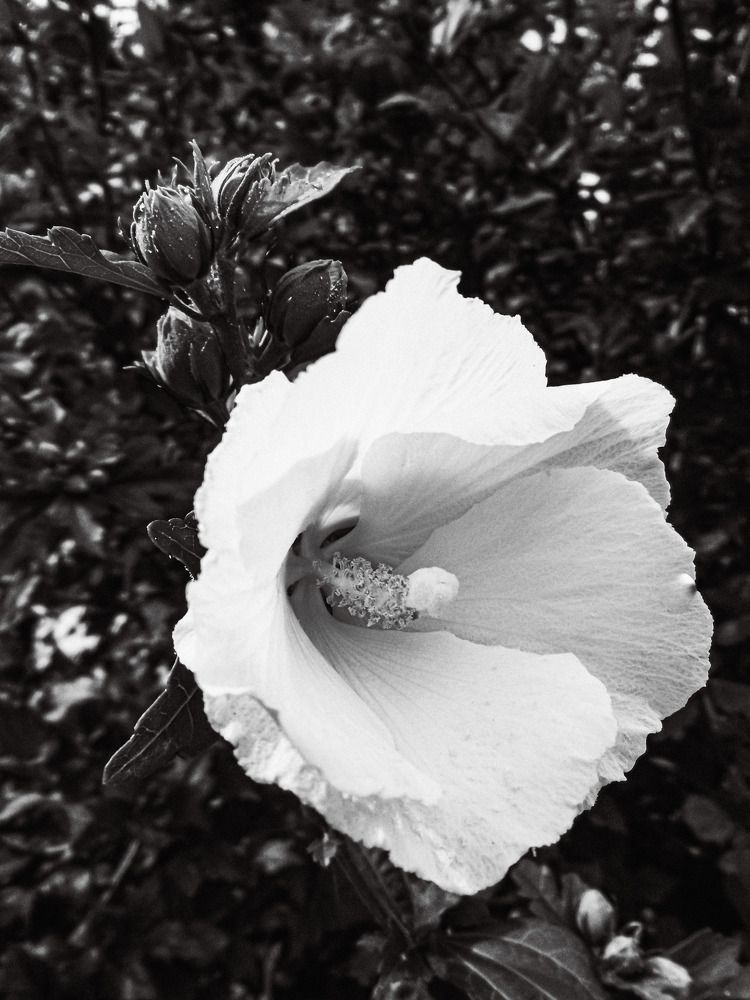 Photograph by Natalya Sedina