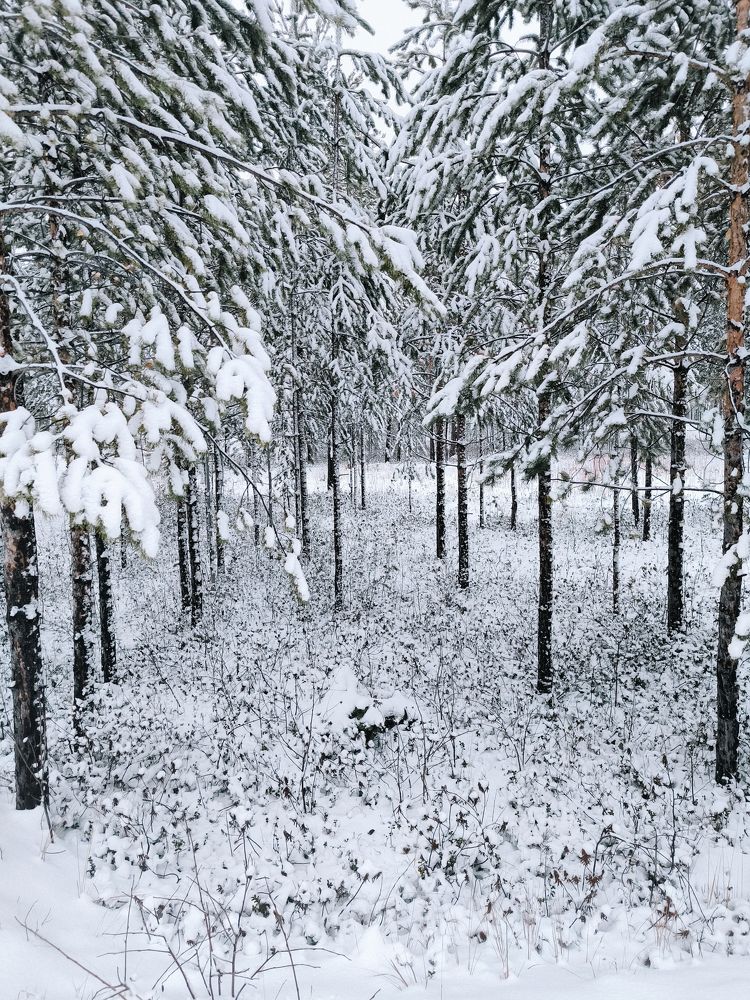 Photograph by Ольга Денисова