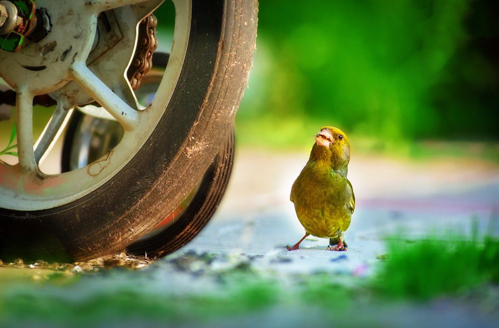 Photograph by Margarita