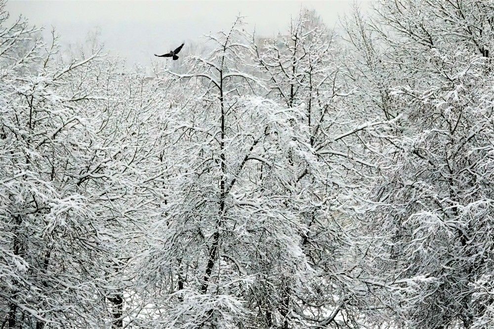 Photograph by jelena konickaja