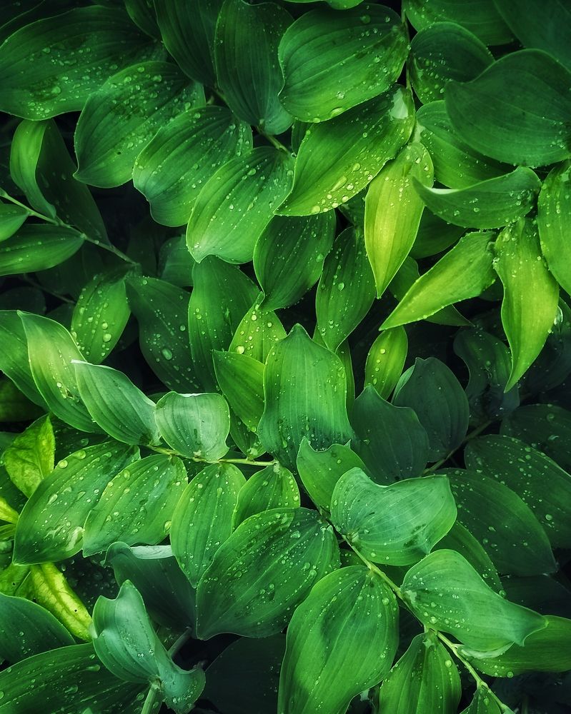 Photograph by Светлана Барабанова