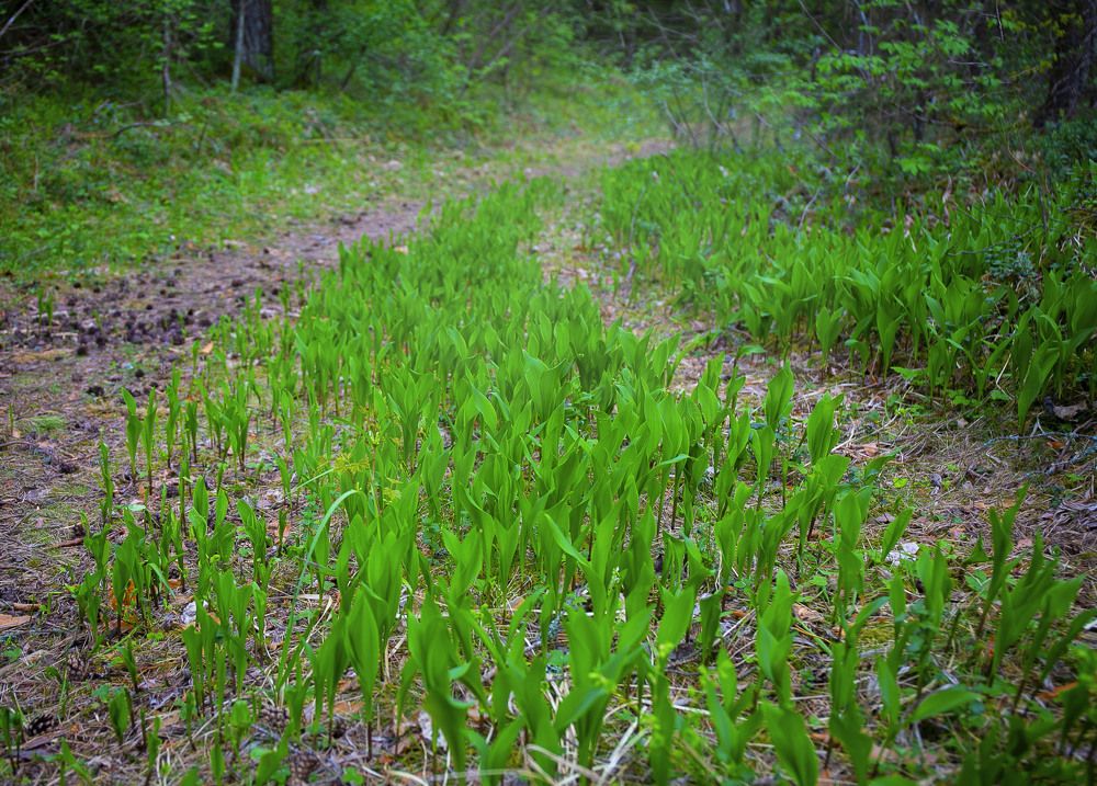 Photograph by Наталья Катюжанская