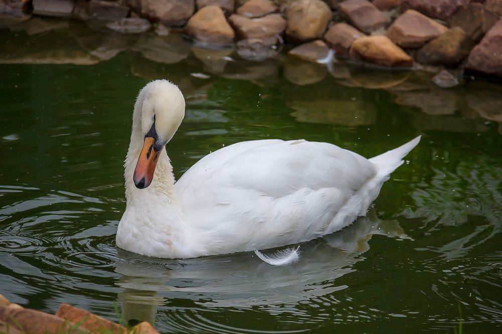 Photograph by Алексей Трифонов