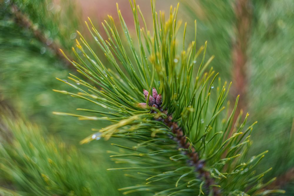 Photograph by Сергей Дишук