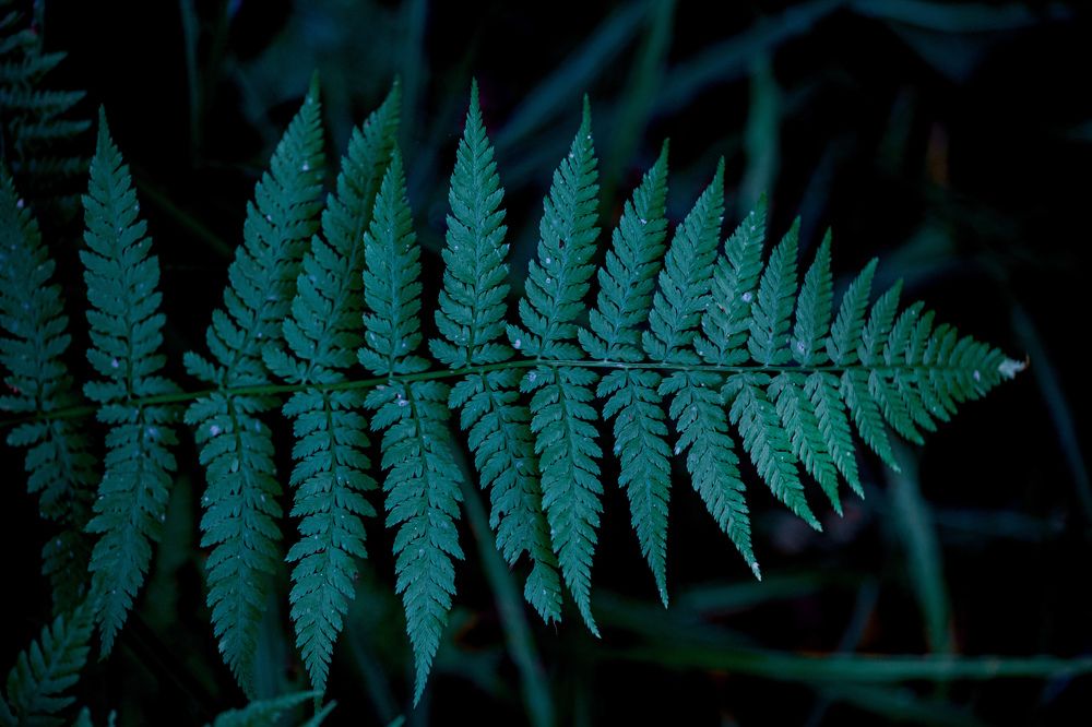 Photograph by Сергей ПЛАТОНОВ