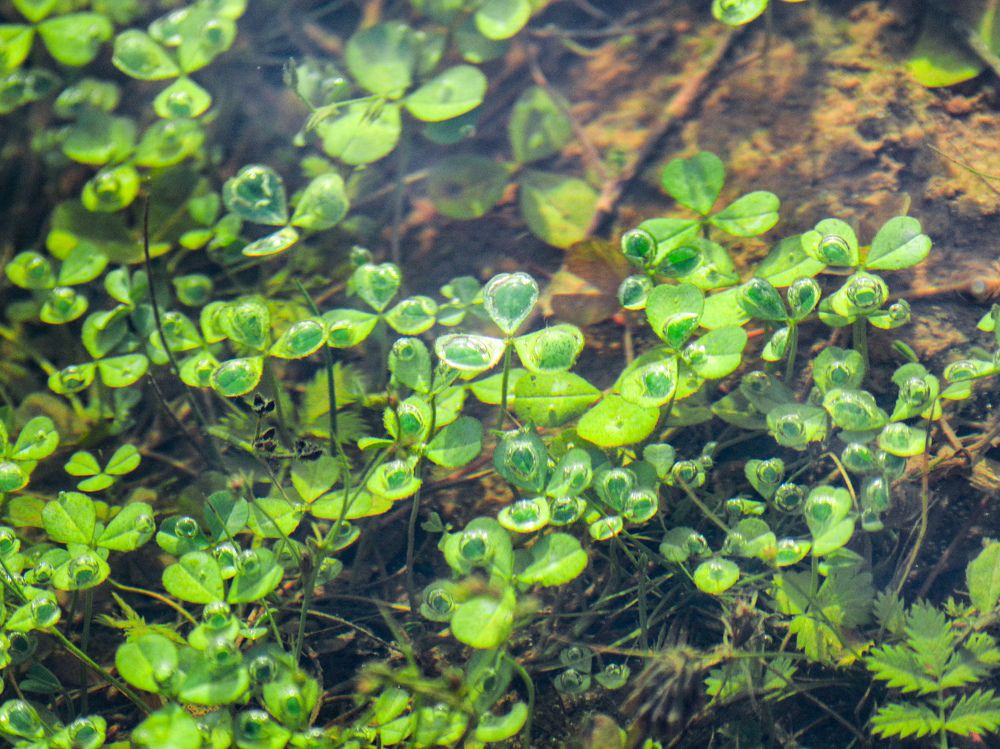 Photograph by Сергей Гуров