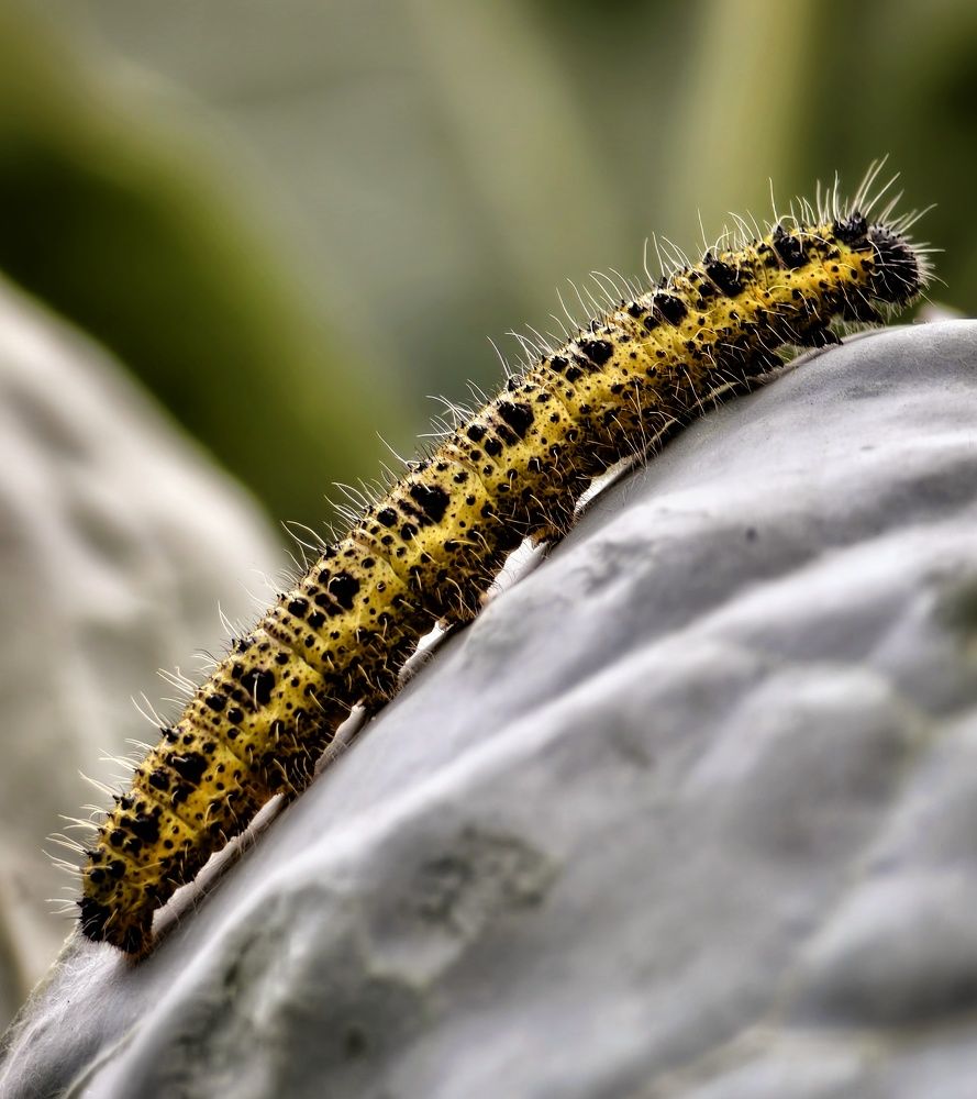 Photograph by Михаил Саидов