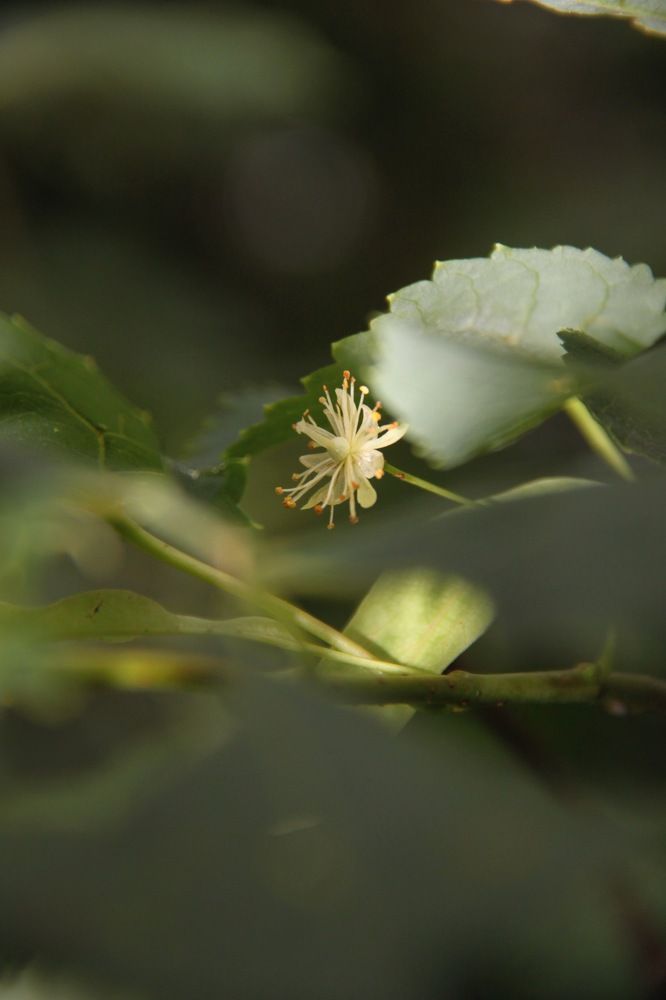 Photograph by Елена Шелуханова
