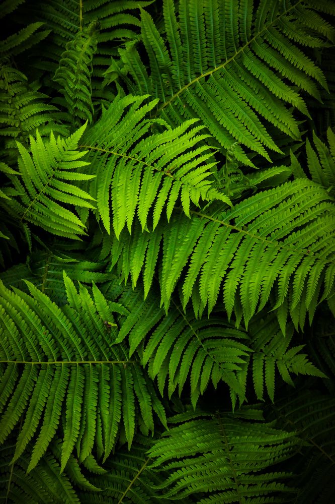 Листья папоротника