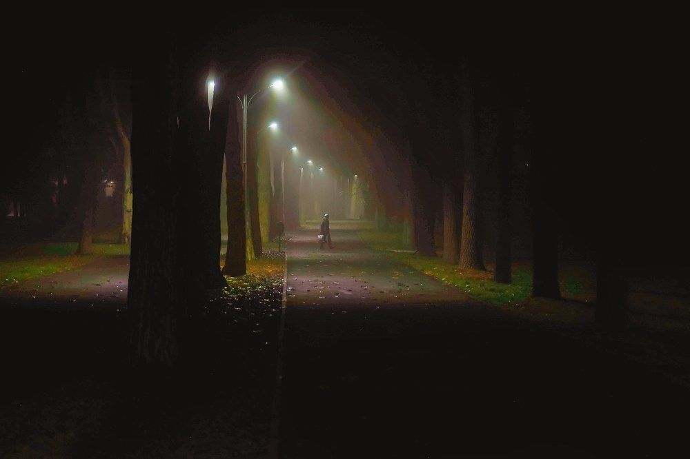 Туманное утро на аллее КубГАУ в Краснодаре