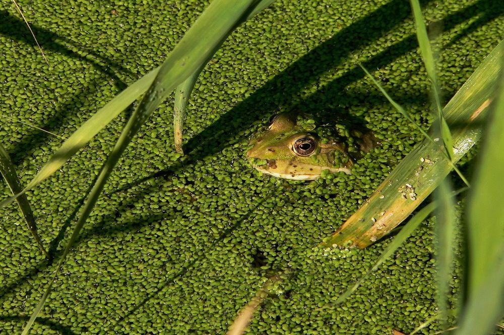 Фотография автора Александр Челмодеев