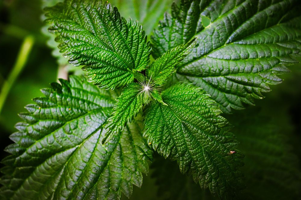 Крапива с пушинкой