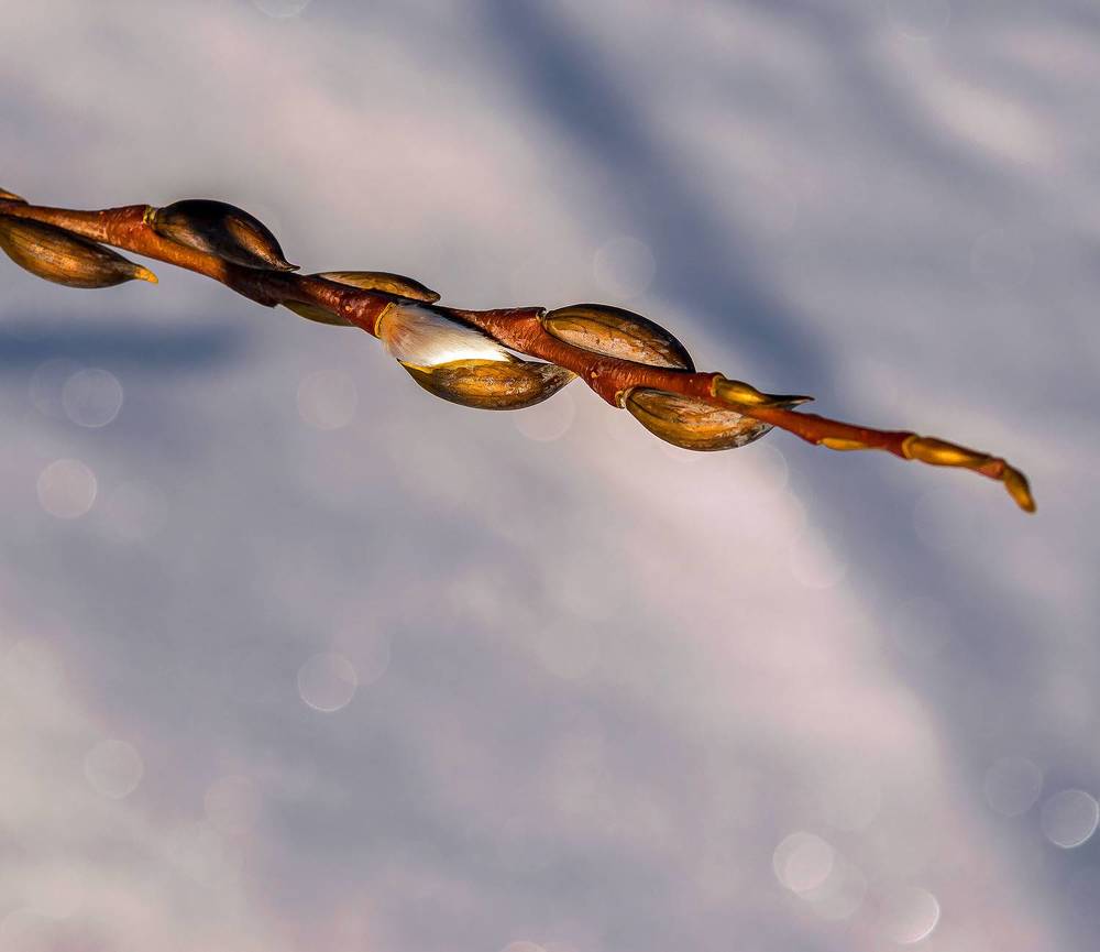 Ноябрьские фотозарисовки