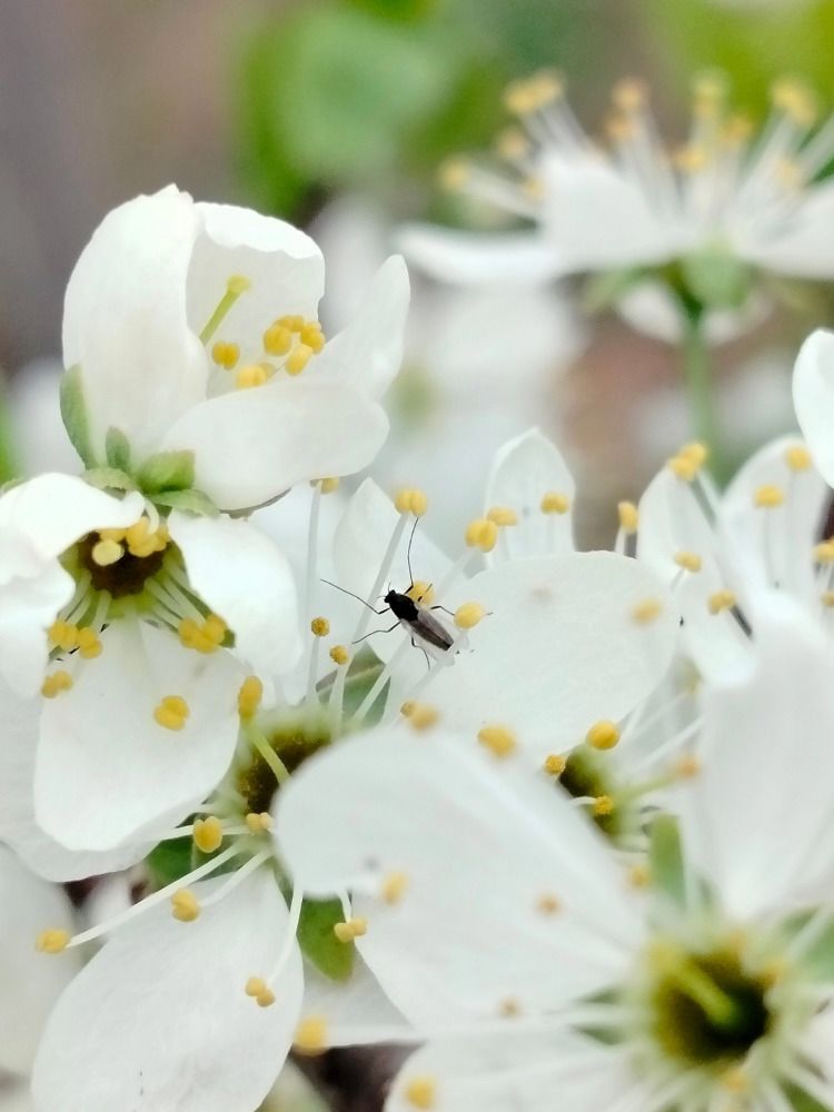 Весна, белая симфония