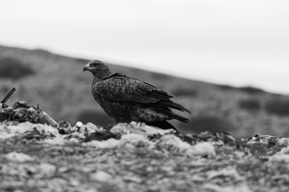 Photograph by Андрей Бовин