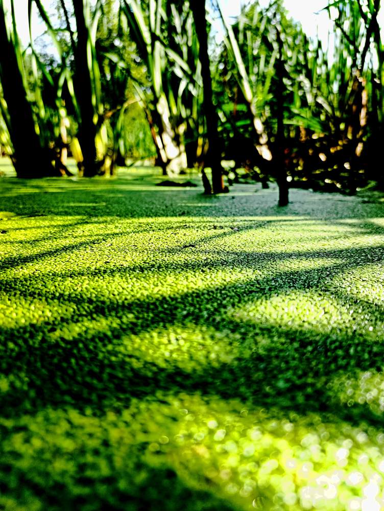 Photograph by Светлана Веселовская