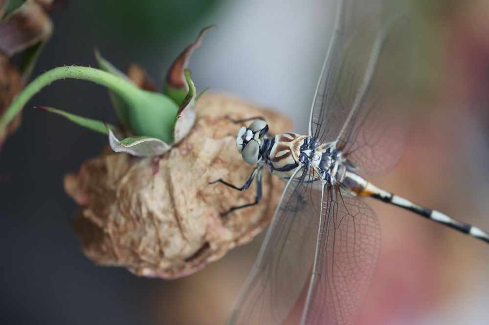 Photograph by Meliha Suskavcevic