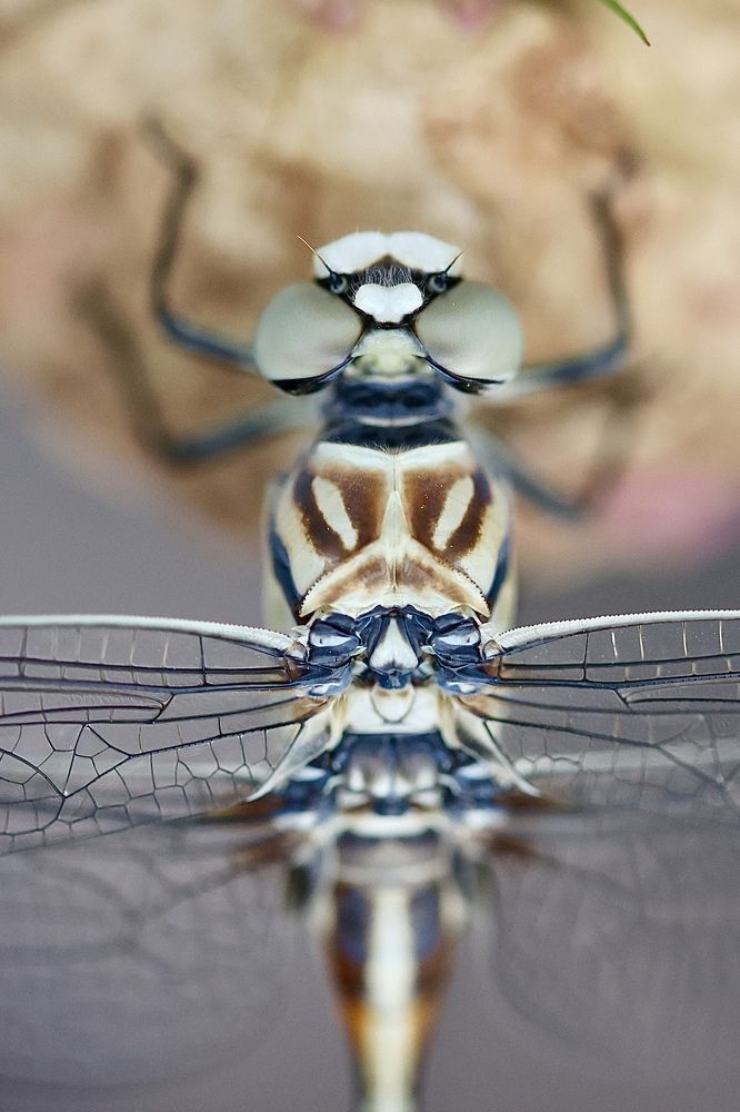 Photograph by Meliha Suskavcevic