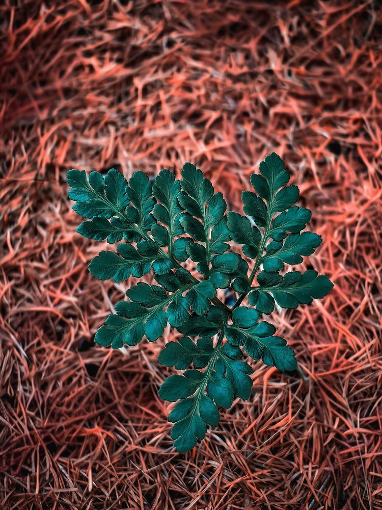 Photograph by Вероника Романенко