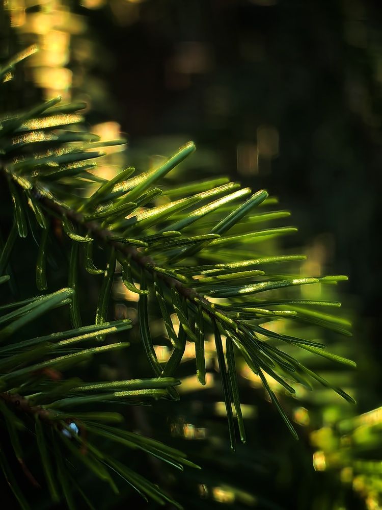 Photograph by Вероника Романенко