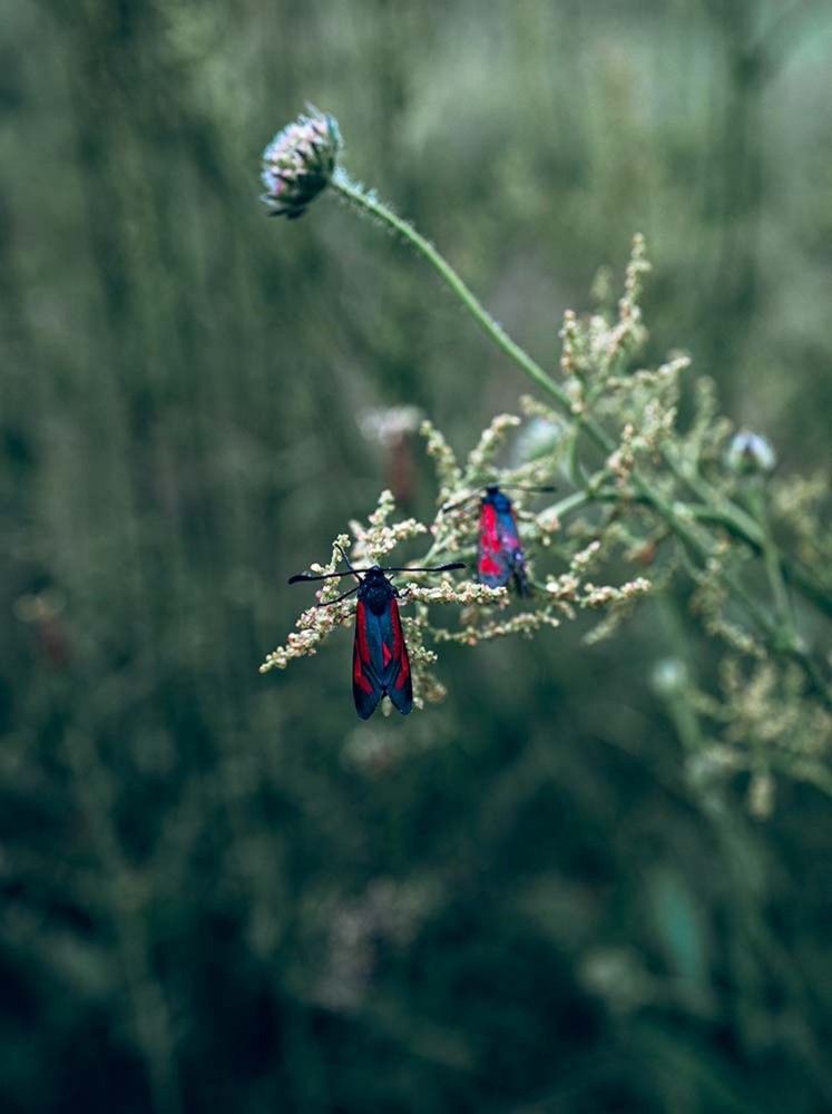 Photograph by Елена Пасажицкая