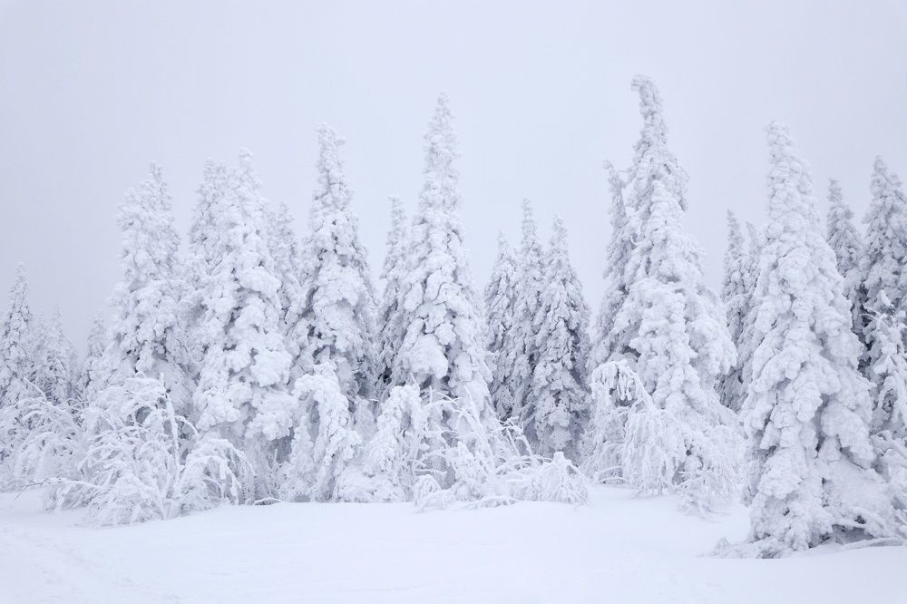 Фотография автора Анатолий Нифантов