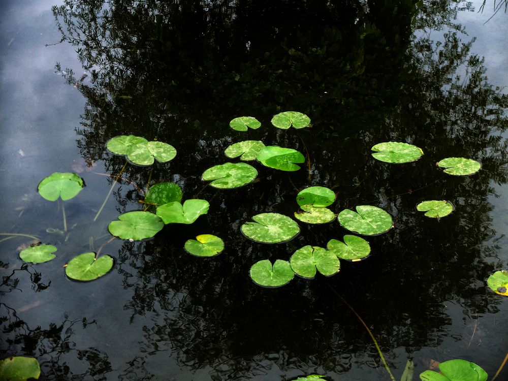 Photograph by Muzaffer Sütlüoğlu