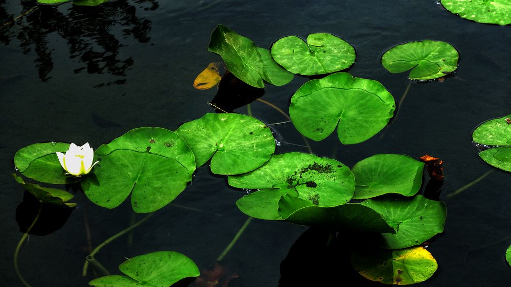 Photograph by Muzaffer Sütlüoğlu