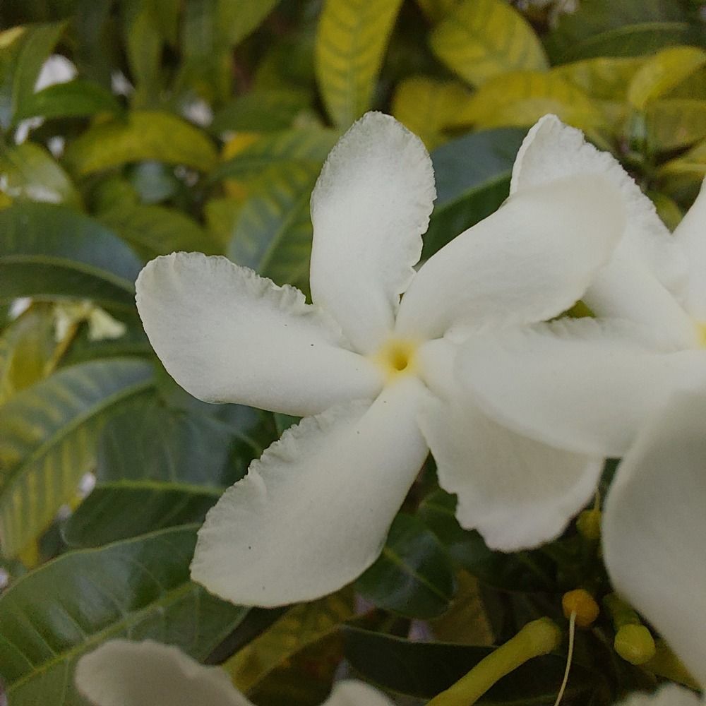 Photograph by CRINALDO REIS