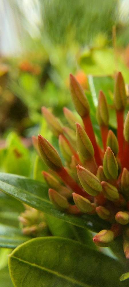 Photograph by CRINALDO REIS