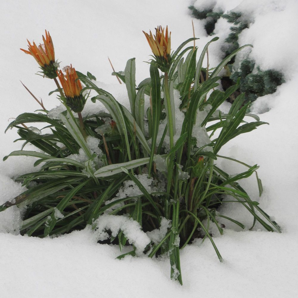 Photograph by Ирина Шведчикова