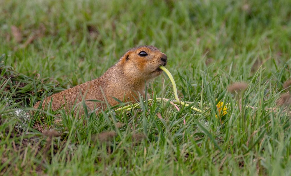 Photograph by Елена Гольдебаева