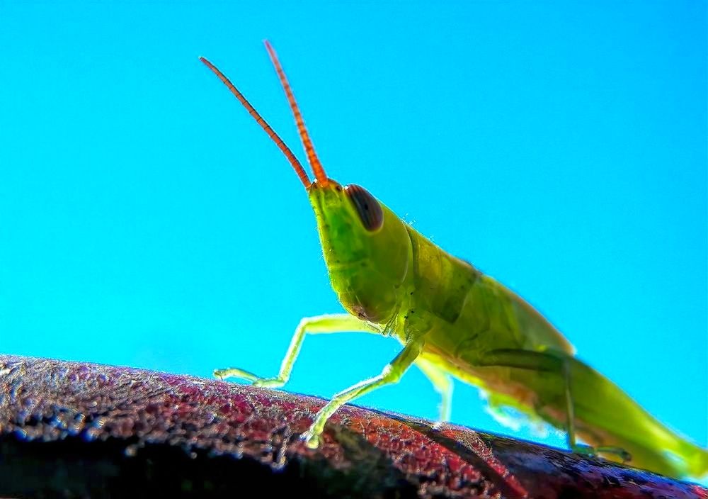 Photograph by Marcelo Luzzi