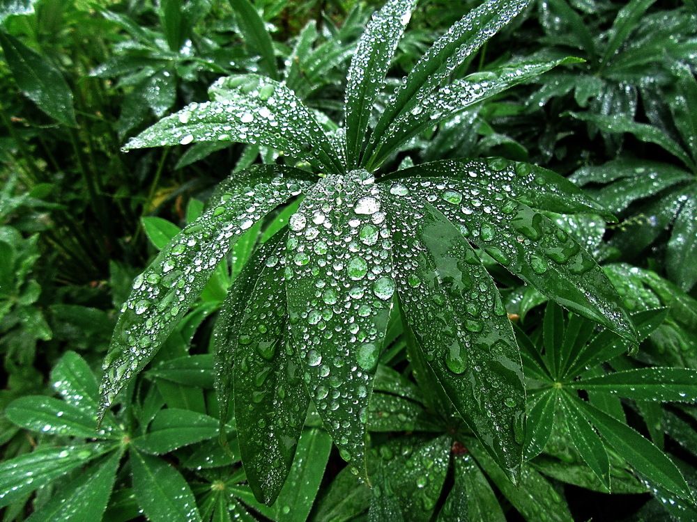 Photograph by Александр Лазебник