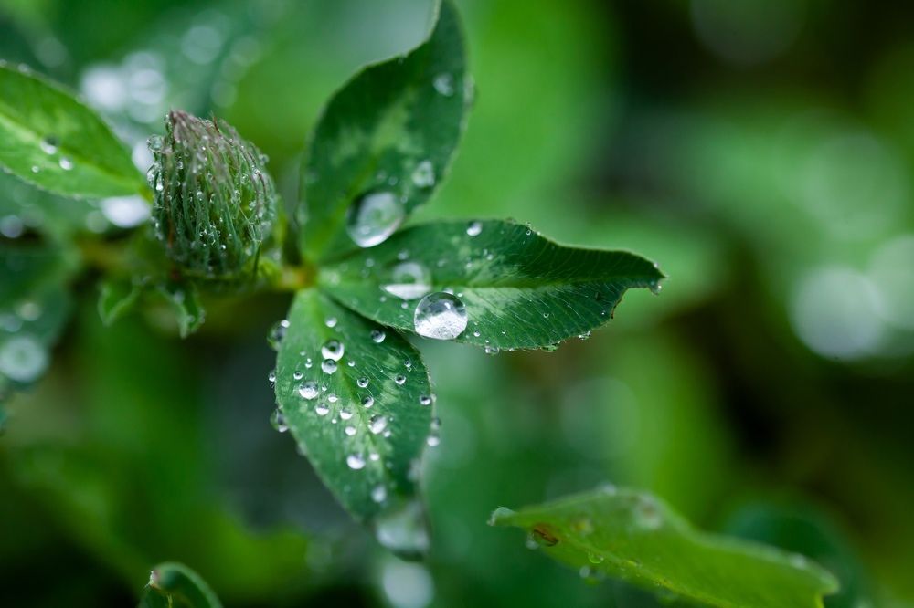 Photograph by Алексей Пирязев