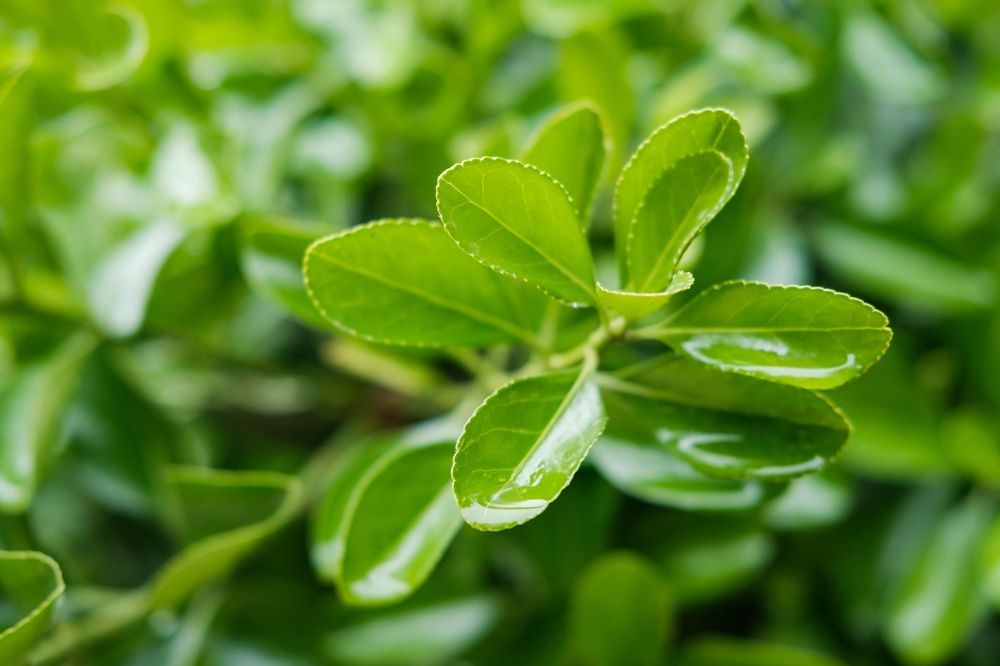 Photograph by Алексей Пирязев