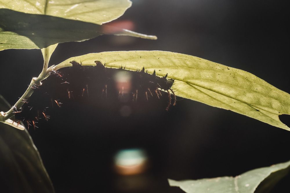 Фотография автора Delvis Romero