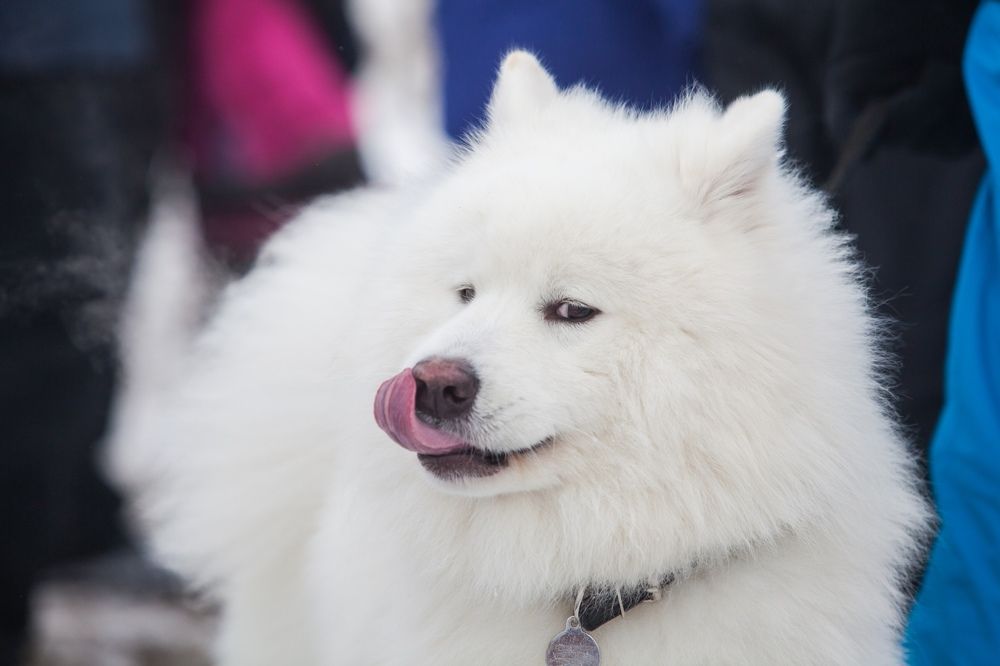 Photograph by Алексей Пирязев